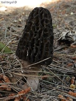 Morchella conica together with some more, this one became a very nice dish :-)  Geotagged,Israel,Morchella conica,Spring