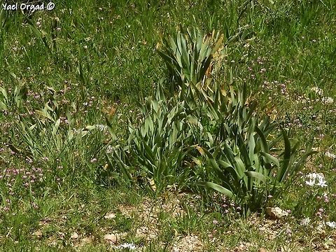 Sternbergia clusiana - leaves the flowers were back in November, now the leaves come out.  Geotagged,Israel,Spring,Sternbergia clusiana