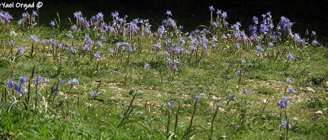 a blue field at the end of the trail we met a flowering field of Moraea sisyrinchium - a real celebration! Geotagged,Israel,Moraea sisyrinchium,Spring