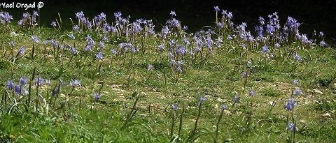 a blue field at the end of the trail we met a flowering field of Moraea sisyrinchium - a real celebration! Geotagged,Israel,Moraea sisyrinchium,Spring