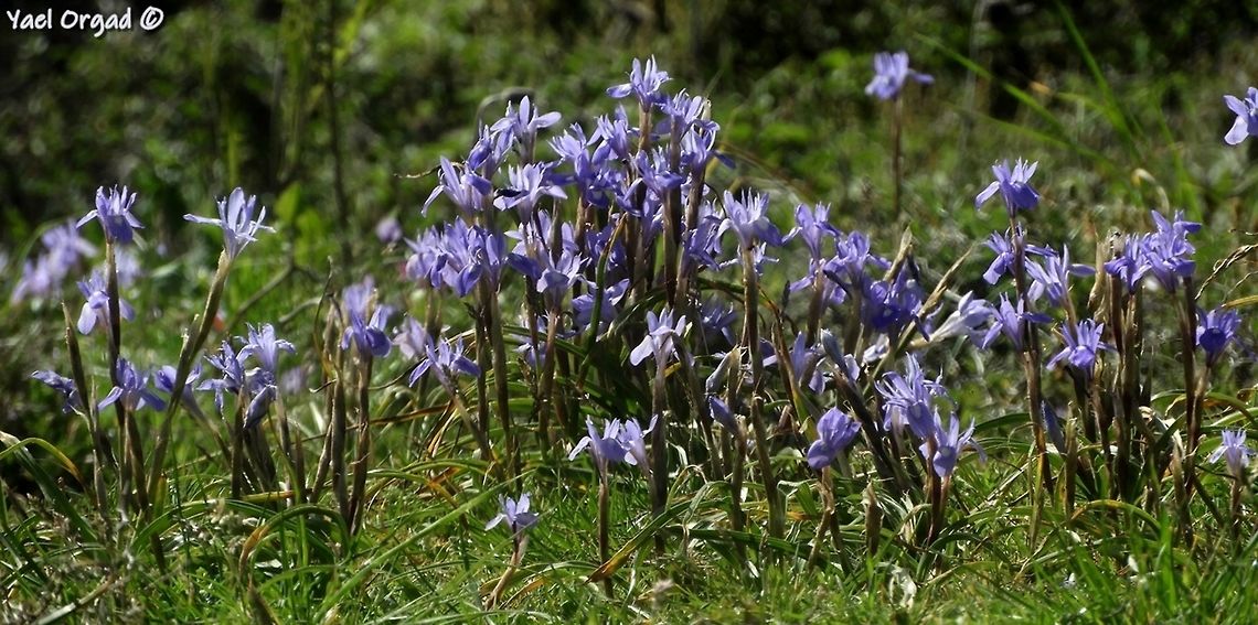 Moraea sisyrinchium  Geotagged,Israel,Moraea sisyrinchium,Spring