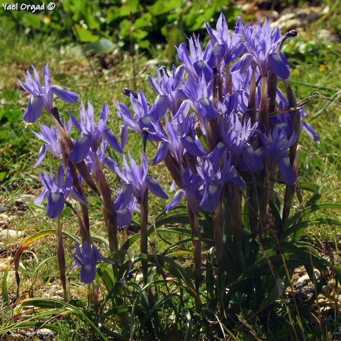 Moraea sisyrinchium  Geotagged,Israel,Moraea sisyrinchium,Spring