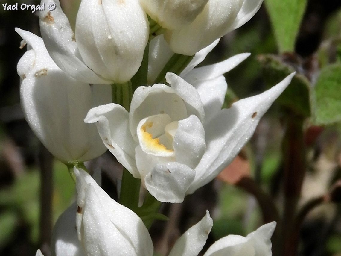 Cephalanthera longifolia I love its whiteness, so pure Cephalanthera longifolia,Geotagged,Israel,Spring,Sword-leaved Helleborine