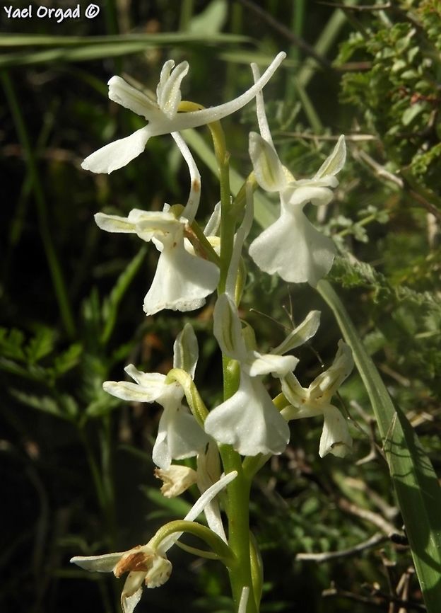 Orchis anatolica - Albino usually it&#039;s pink with spots... but I found an albino one! Albino,Geotagged,Israel,Orchis anatolica,Spring
