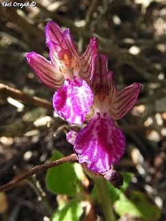 an extra-pink Anacamptis papilionacea  Anacamptis papilionacea,Geotagged,Israel,Spring