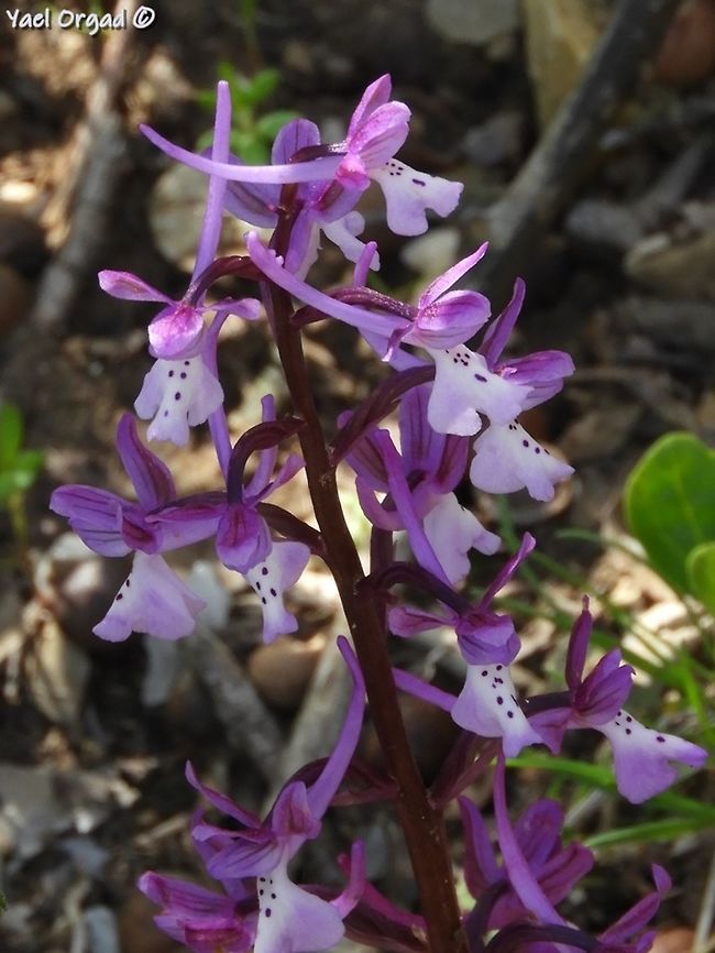Orchis anatolica  Geotagged,Israel,Orchis anatolica,Spring