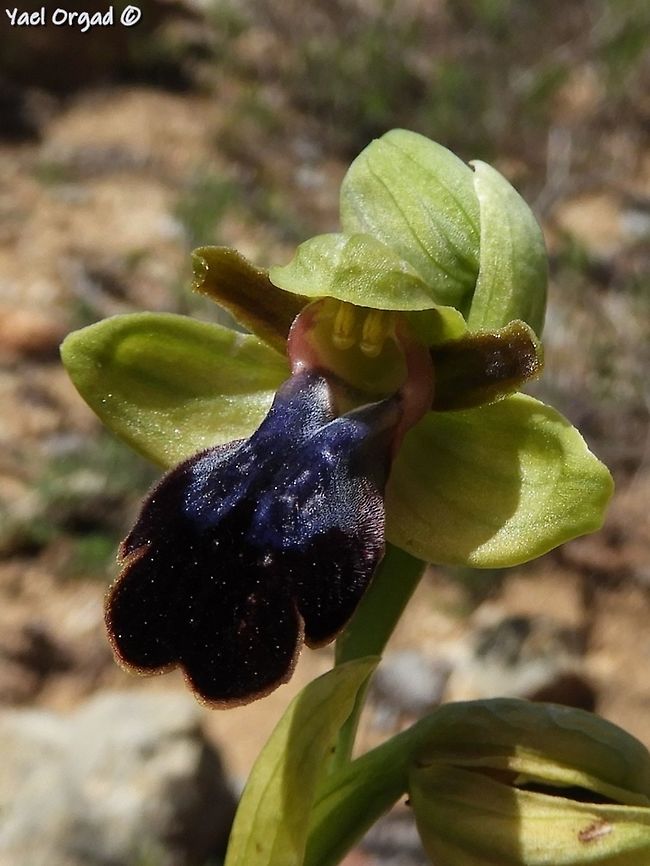 Ophrys iricolor  Geotagged,Israel,Ophrys iricolor,Spring