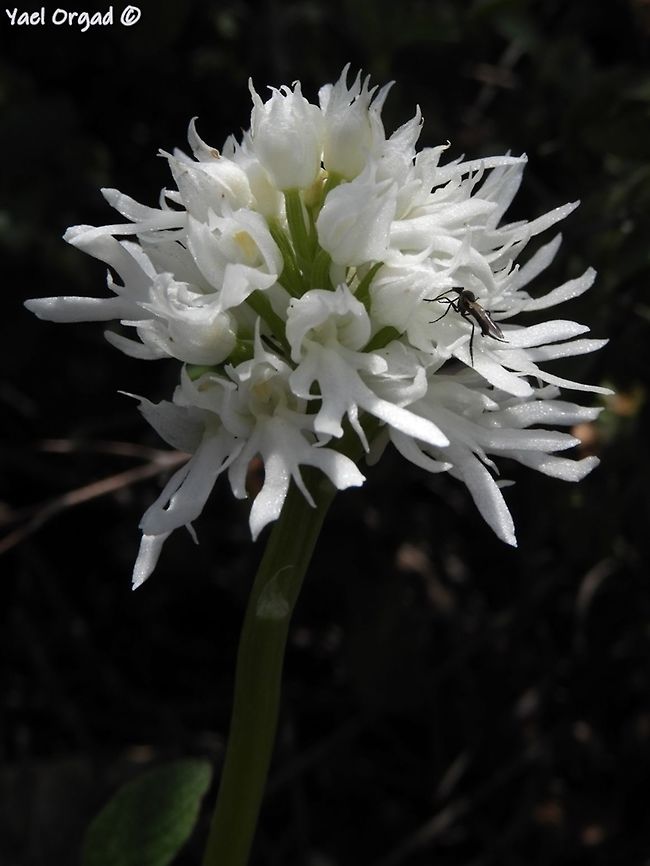 Orchis italica - albino my first albino Italian Orchid! Albino,Geotagged,Israel,Orchis italica,Spring