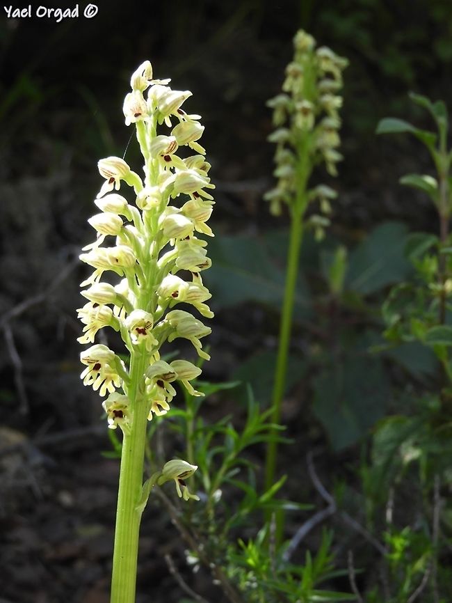 Orchis galilaea  Geotagged,Israel,Orchis galilaea,Spring