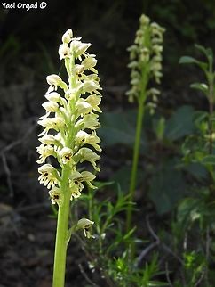 Orchis galilaea  Geotagged,Israel,Orchis galilaea,Spring