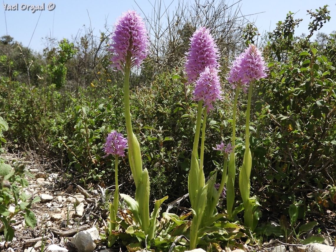 Orchis italica  Geotagged,Israel,Orchis italica,Spring