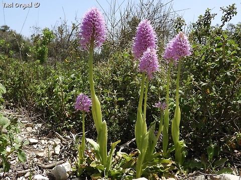 Orchis italica  Geotagged,Israel,Orchis italica,Spring