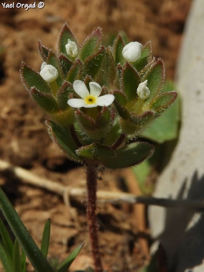 Androsace maxima I checked: there are about 100 different species in the &quot;Androsace&quot; genus. some are really big and beautiful. yet this tiny one is called maxima... <br />
even Androsace minor (which is a plant from china) is bigger! Androsace maxima,Annual Androsace,Geotagged,Spring