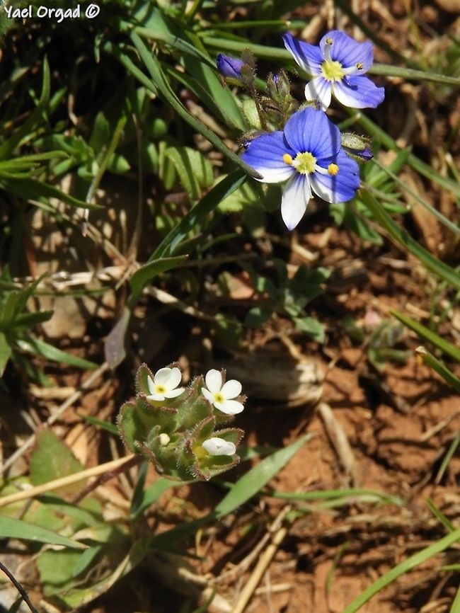 Androsace maxima compared to Veronica syriaca the Veronica syriaca is a relatively small flower - about 1 cm in diameter. here you can see how "huge" it is, compared to the tiny Androsace. Androsace maxima,Annual Androsace,Geotagged,Spring