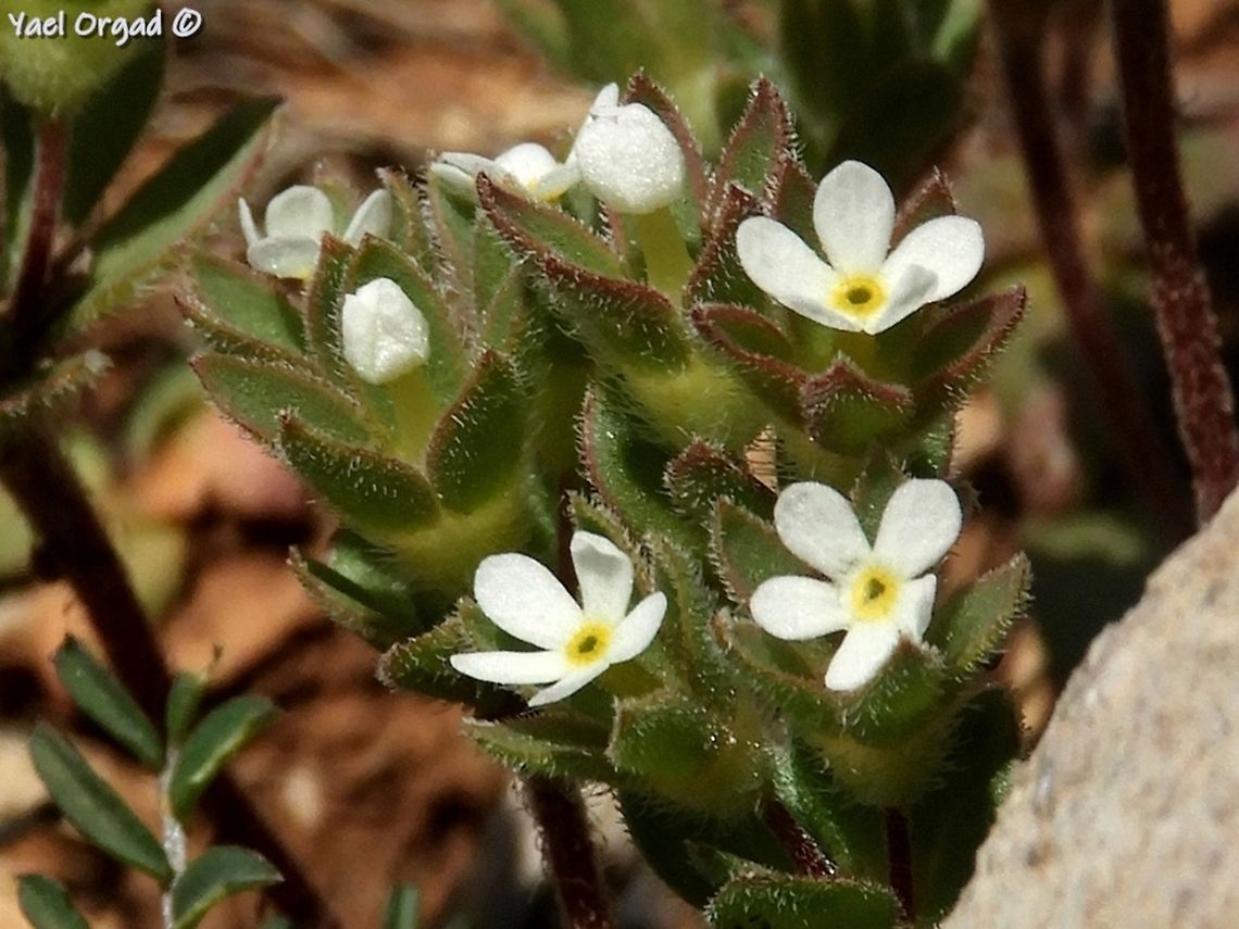 Androsace maxima the name is pronounced "And-ro-suh-kee" <br />
a really miniature annual plant. I have no idea why is it called "maxima", which means "large"...  Androsace maxima,Annual Androsace,Israel,Mount Hermon