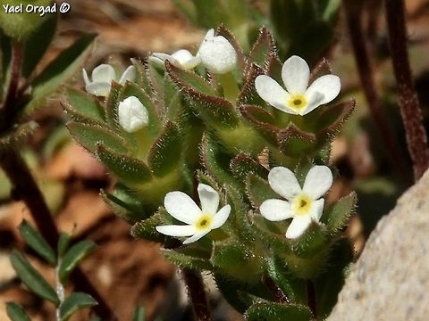 Androsace maxima the name is pronounced "And-ro-suh-kee" 
a really miniature annual plant. I have no idea why is it called "maxima", which means "large"...  Androsace maxima,Annual Androsace,Israel,Mount Hermon