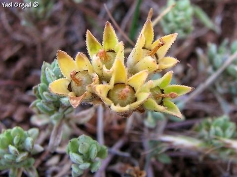 Androsace maxima - fruit a tiny annual of mount Hermon Androsace maxima,Annual Androsace,Geotagged,Spring