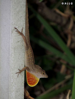 Brown Anole showing off Anolis sagrei,Brown anole,Florida,Geotagged,Summer,United States