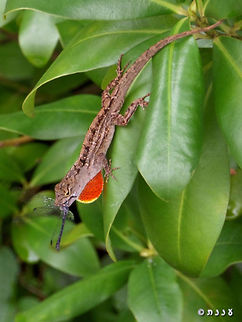 Anolis sagrei even while he eats, he has to show off :-)  Anolis sagrei,Brown anole,Geotagged,Summer,United States