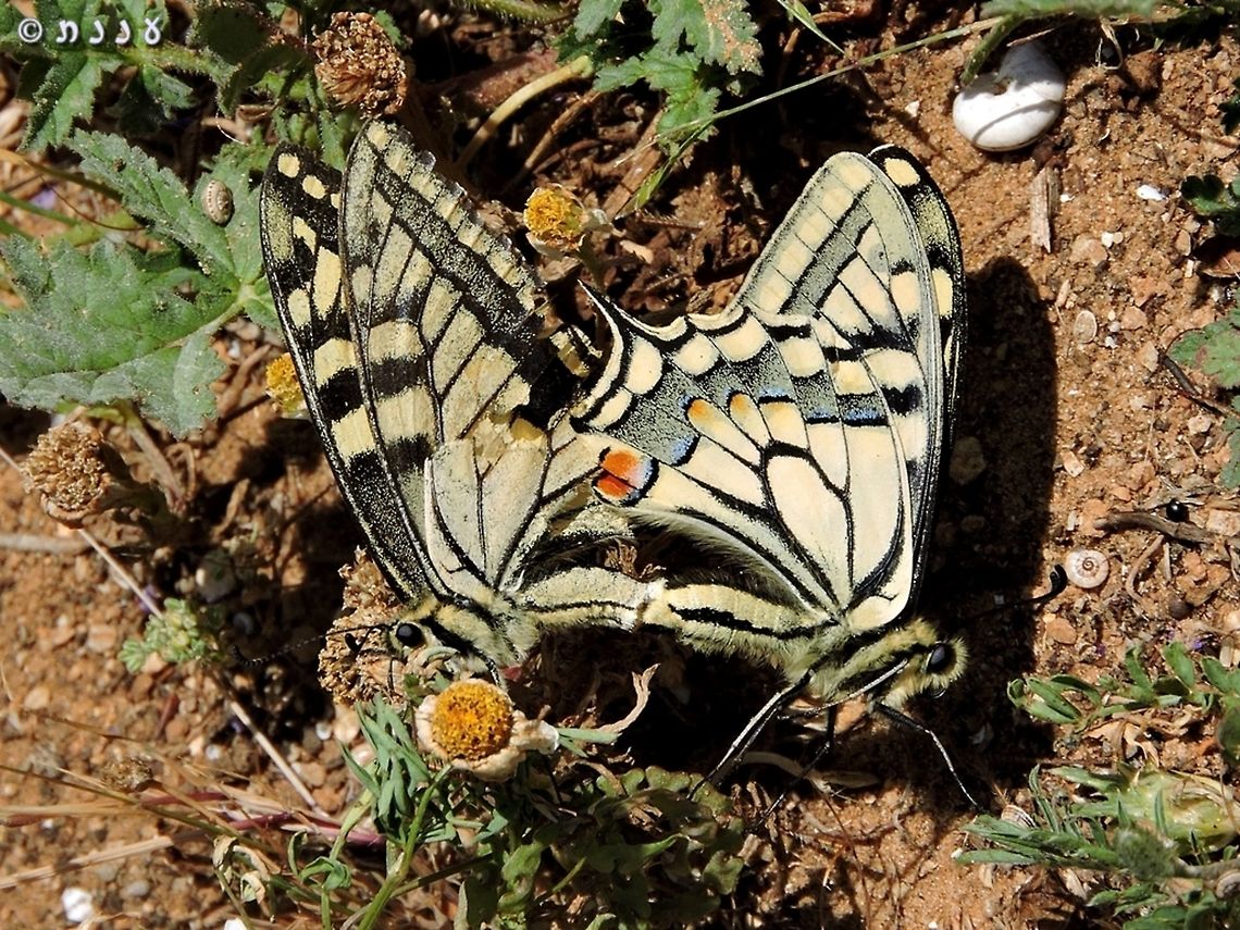 Swallowtails making more swallowtails...  Geotagged,Israel,Old World swallowtail,Papilio machaon,Spring