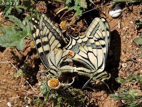 Swallowtails making more swallowtails...  Geotagged,Israel,Old World swallowtail,Papilio machaon,Spring
