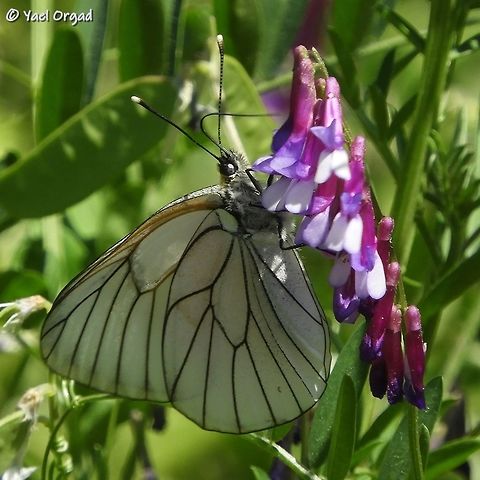 Aporia crataegi on Vicia villosa picture taken at the Jerusalem Botanical Garden, but both are local and not planted.  Aporia crataegi,Black-veined white,Geotagged,Israel,Spring