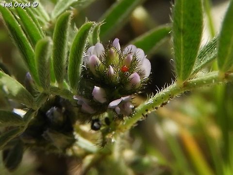 Astragalus epiglottis  Astragalus epiglottis
