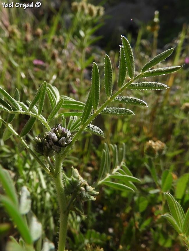 Astragalus epiglottis a tiny tiny milkvetch. my first encounter with it!  Astragalus epiglottis,Geotagged,Israel,Mount Hermon,Spring