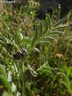 Astragalus epiglottis a tiny tiny milkvetch. my first encounter with it!  Astragalus epiglottis,Geotagged,Israel,Mount Hermon,Spring