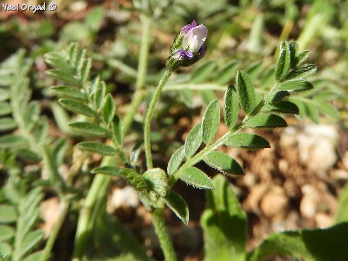 Astragalus asterias  Astragalus asterias