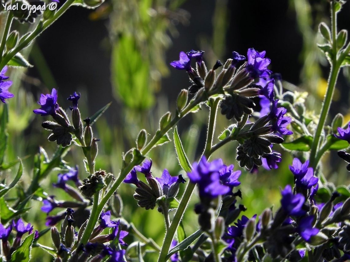 Anchusa undulata very common here, yet it's beautiful when the sun shines through it Anchusa undulata,Geotagged,Spring