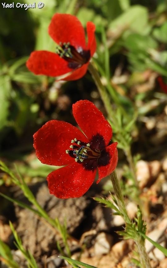Papaver argemone small and delicate Long pricklyhead poppy,Papaver argemone