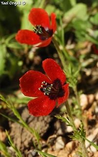 Papaver argemone small and delicate Long pricklyhead poppy,Papaver argemone