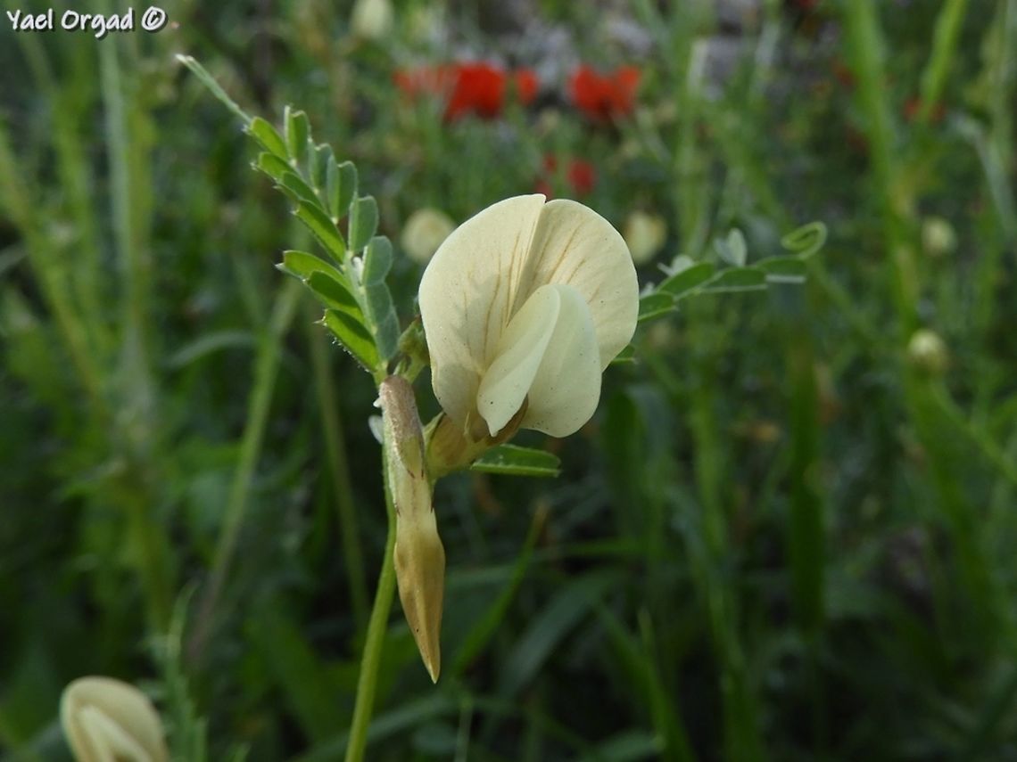 Vicia sericocarpa  Israel,Vicia sericocarpa