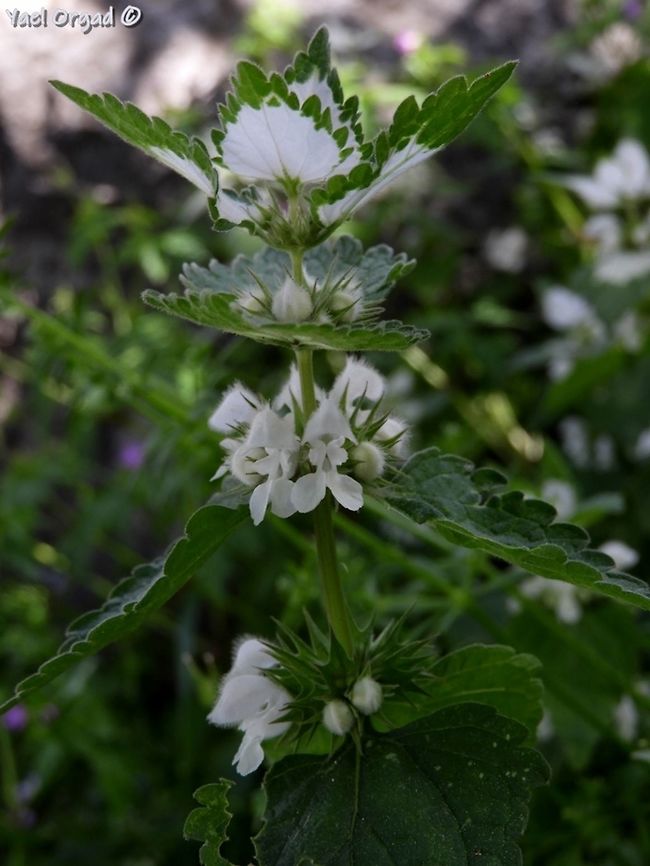 Lamium moschatum  Israel,Lamium moschatum,Musk Deadnettle