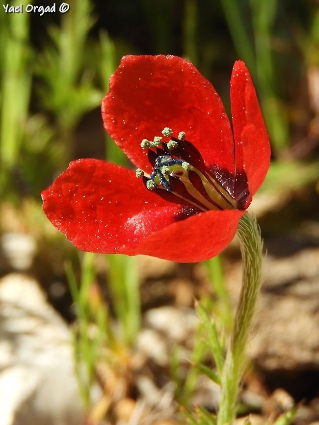 Papaver argemone  Geotagged,Long pricklyhead poppy,Papaver argemone,Spring