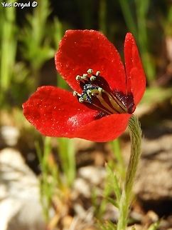 Papaver argemone  Geotagged,Long pricklyhead poppy,Papaver argemone,Spring