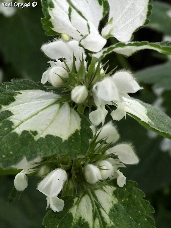 Lamium moschatum  Geotagged,Lamium moschatum,Musk Deadnettle,Spring