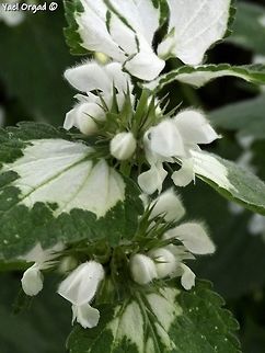 Lamium moschatum  Geotagged,Lamium moschatum,Musk Deadnettle,Spring