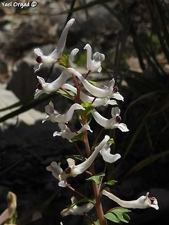 Corydalis triternata Corydalis are very rare in Israel, grow only on the Hermon mountain and near it.  Corydalis triternata,Israel,Mount Hermon