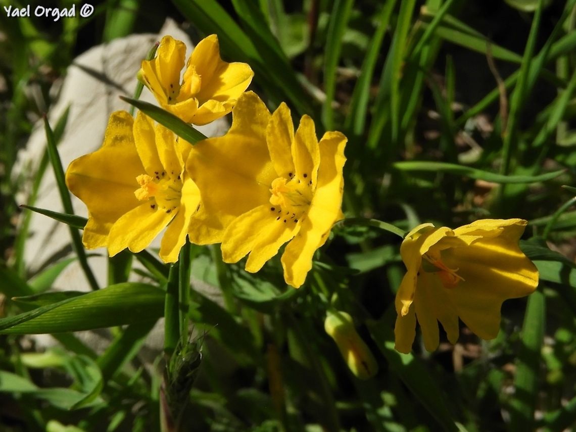 Hypecoum dimidiatum a really interesting flower, with 2 large petals on the side and 2 smaller ones in the middle, making it rectangular in shape. Geotagged,Hypecoum dimidiatum,Israel,Mount Hermon,Spring
