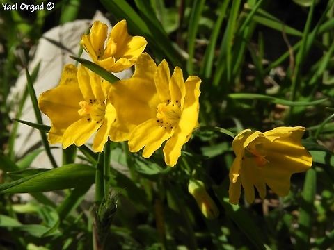 Hypecoum dimidiatum a really interesting flower, with 2 large petals on the side and 2 smaller ones in the middle, making it rectangular in shape. Geotagged,Hypecoum dimidiatum,Israel,Mount Hermon,Spring