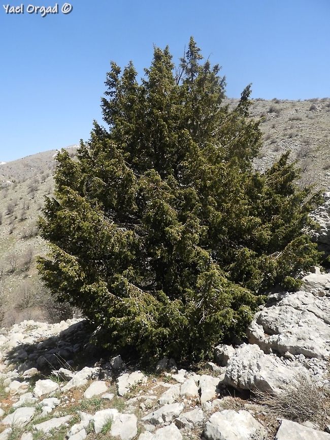 Juniperus drupacea  Israel,Juniperus drupacea,Mount Hermon