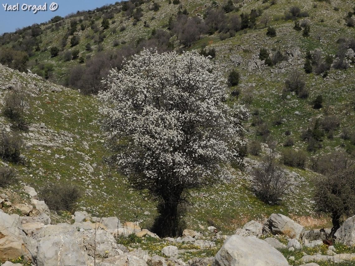 Prunus ursina it looks so beautiful in full bloom!  <br />
sadly, no bears (ursina) are left to eat its fruit... they were hunted to extinction over 100 years ago.  Bears plum,Israel,Mount Hermon,Prunus ursina