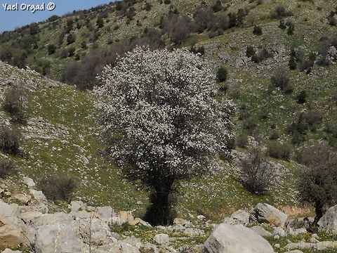Prunus ursina it looks so beautiful in full bloom!  
sadly, no bears (ursina) are left to eat its fruit... they were hunted to extinction over 100 years ago.  Bears plum,Israel,Mount Hermon,Prunus ursina
