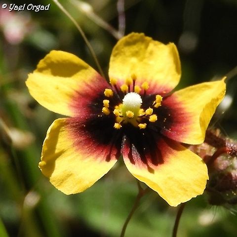Tuberaria guttata a very small annual flower that blooms early in the morning - around 10AM the petals fall off and you can see only the stem, until tomorrow morning. 
Lower Hermon, elev. 1100 m.  Israel,Mount Hermon,Tuberaria guttata