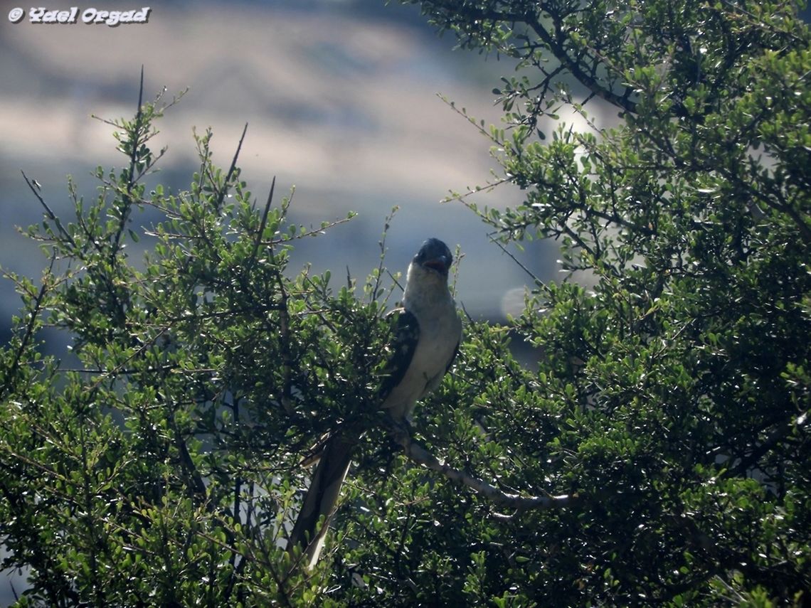 Great Spotted Cuckoo - Clamator glandarius I&#039;ve heard the Cuckoos call many times. but today was the first time in my life I&#039;ve actually seen one flying, and then a second one - and that one just perched on a tree, about 20 m (60 feet) away from me, and waited for me to take its pictures!  Clamator glandarius,Geotagged,Great spotted cuckoo,Israel,Spring