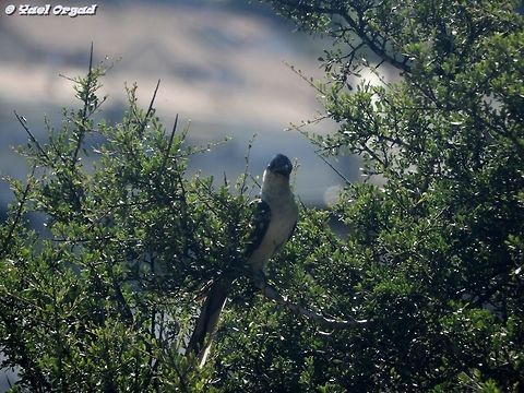 Great Spotted Cuckoo - Clamator glandarius I've heard the Cuckoos call many times. but today was the first time in my life I've actually seen one flying, and then a second one - and that one just perched on a tree, about 20 m (60 feet) away from me, and waited for me to take its pictures!  Clamator glandarius,Geotagged,Great spotted cuckoo,Israel,Spring