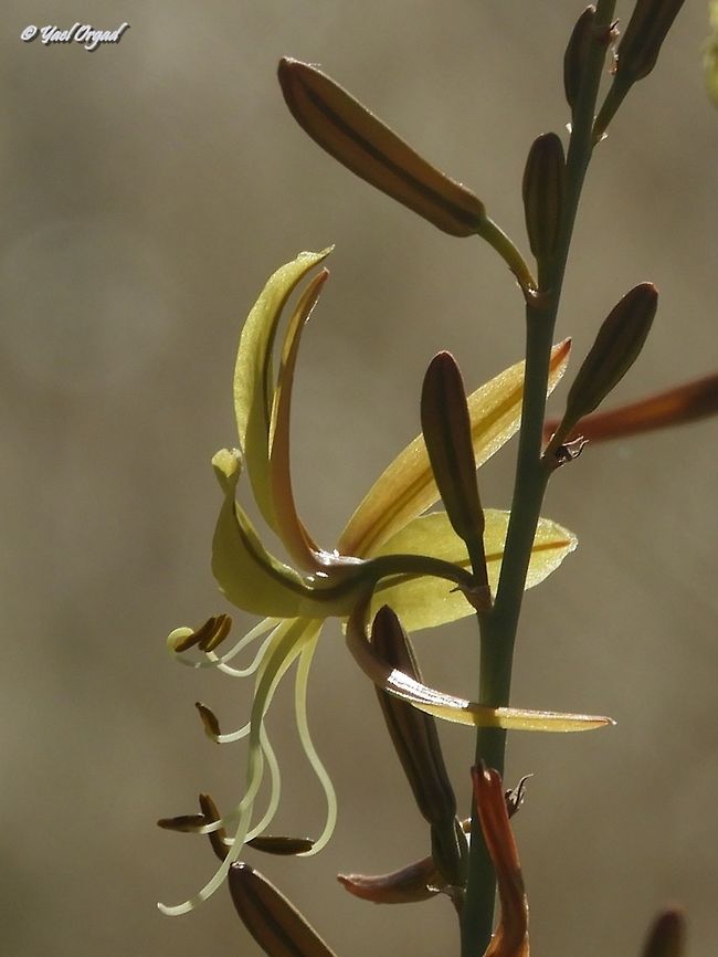 Asphodeline brevicaulis in profile  Asphodeline brevicaulis,Geotagged,Israel,Spring