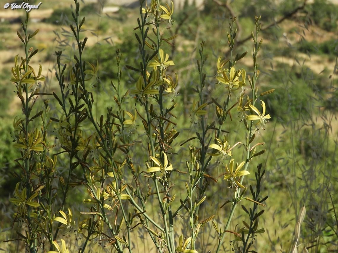Asphodeline brevicaulis the tallest Asphodeline brevicaulis I&#039;ve ever seen: usually the plant is about 60-70 cm tall - this time I met a group of flowers over 150 cm tall! Asphodeline brevicaulis,Geotagged,Israel,Spring